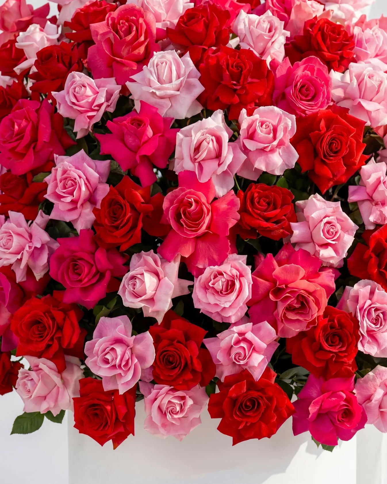 BLOOME ROYAL ROSE DOME – Signature Collection