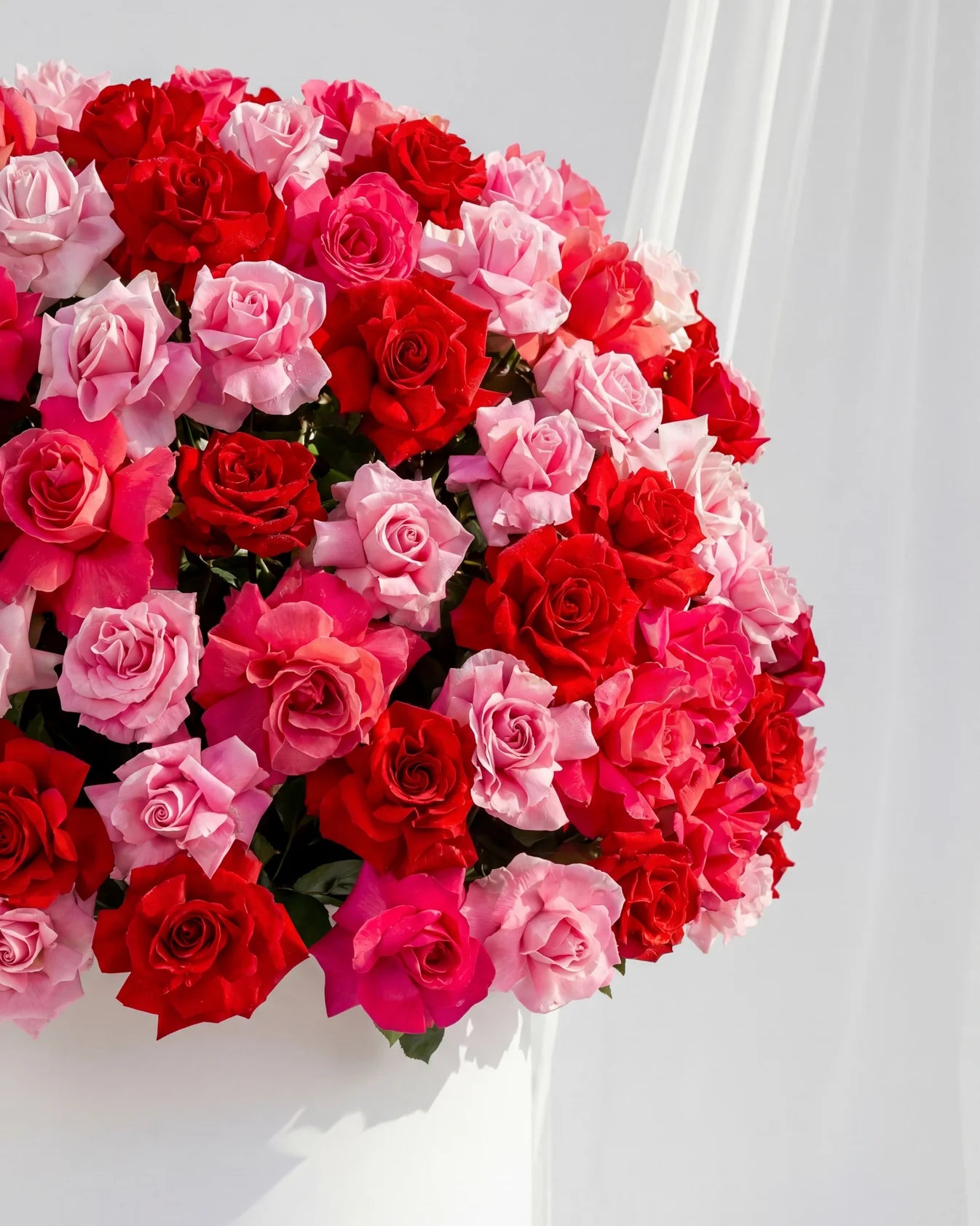 BLOOME ROYAL ROSE DOME – Signature Collection